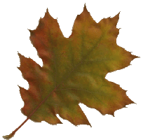 - leaf of a Quercus rubra L. (the Northern Red Oak)